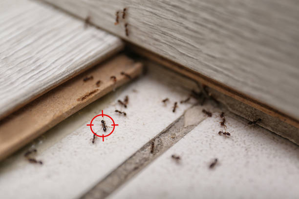 Best Mosquito Control Services  in Essex, IL