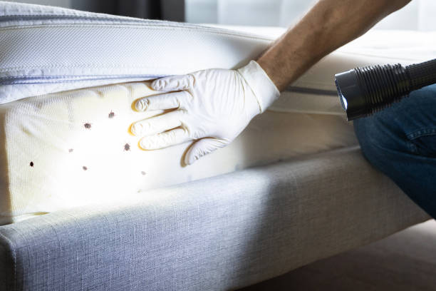 Best Affordable Pest Control Services  in Essex, IL